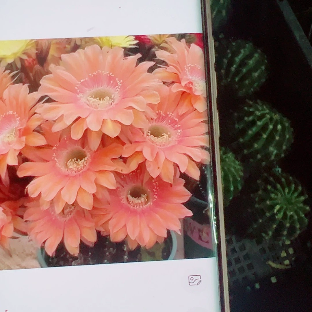 彩草遐想侧芽000000