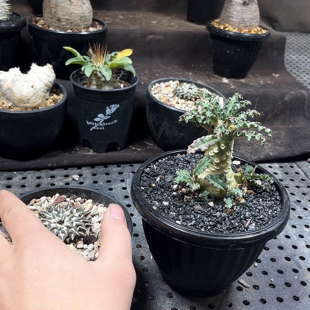 y*111111111111111111111