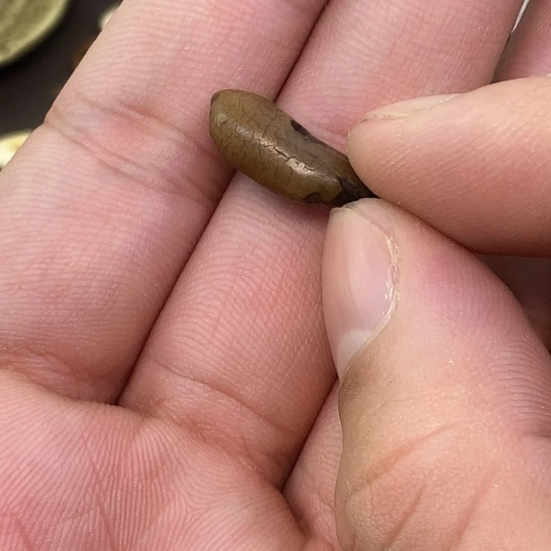 柏香籽/百香籽吊坠