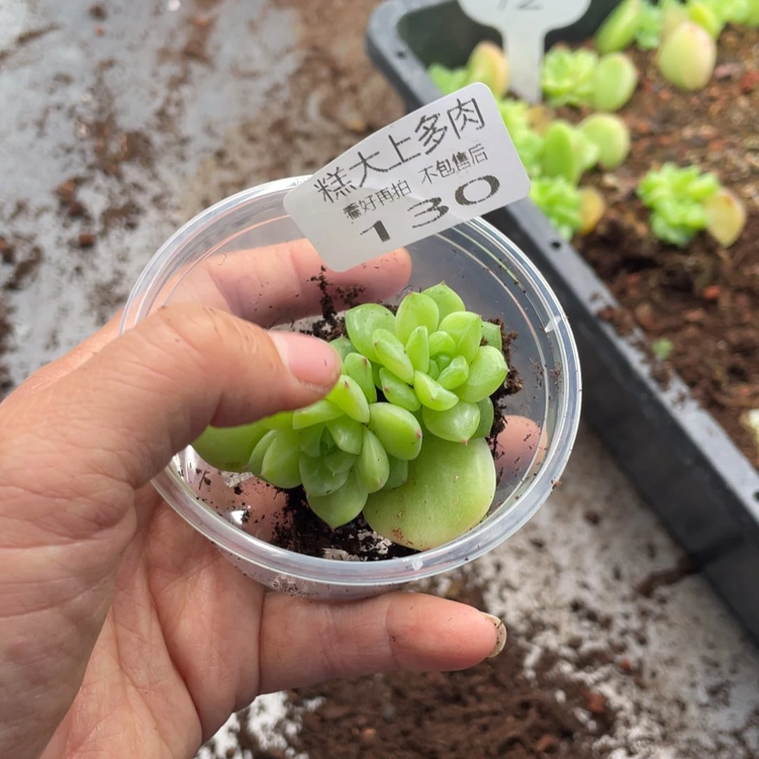 仙***食糕大上多肉植物130