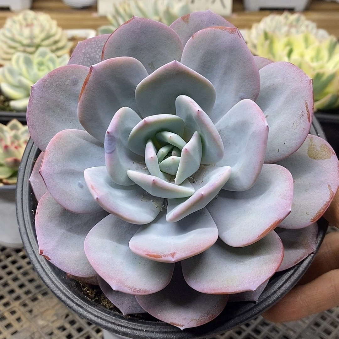 08133 奶茶大单头