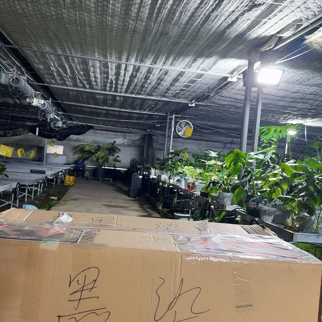 一***一无花朵龟背竹一物一拍