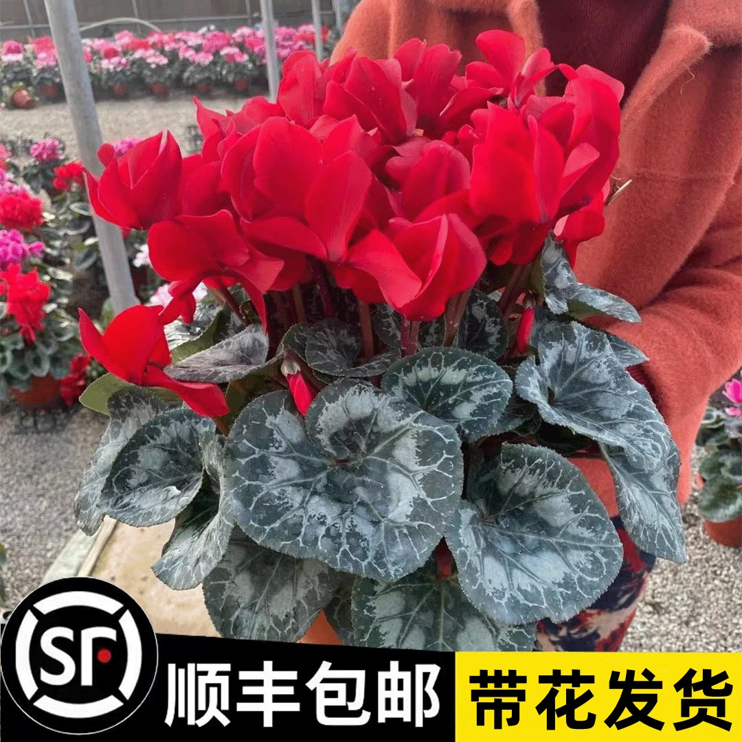德国外贸正品仙客来盆栽带花苞室内花卉重瓣年宵花四季