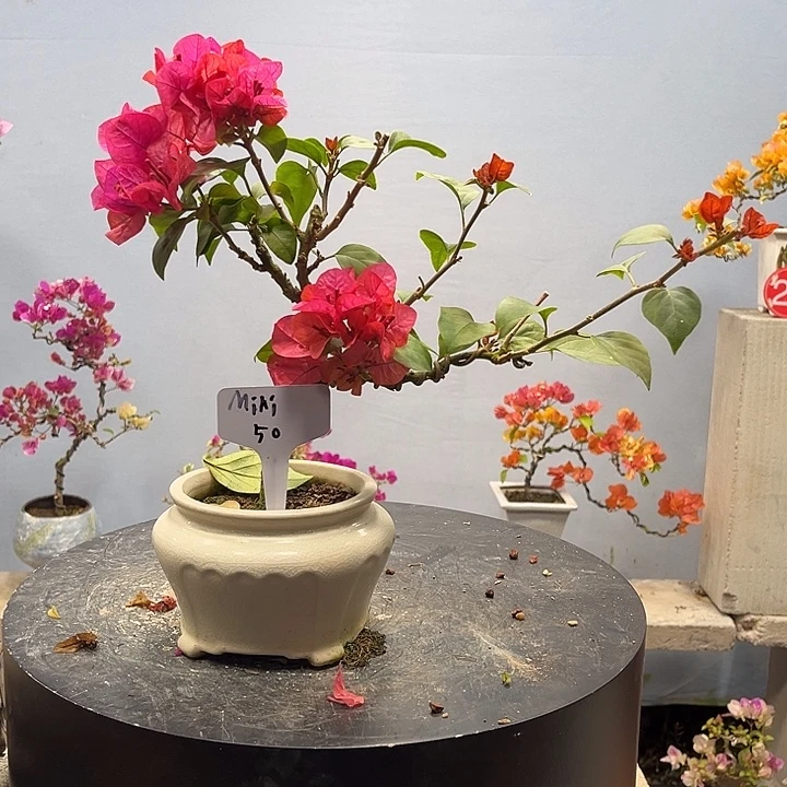 完全开放三角梅一物一拍