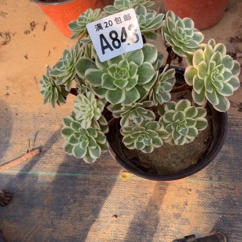 ?****?843孔雀翎不包断枝