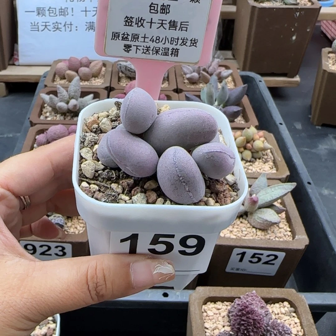 159球球紫蛋多肉植物