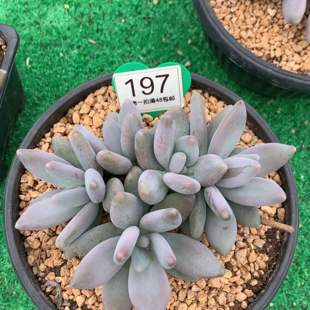 企鹅无砍一物一拍197