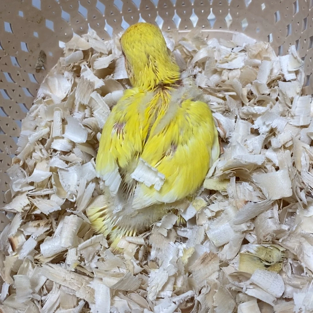 桃脸牡丹鹦鹉黄桃牡丹