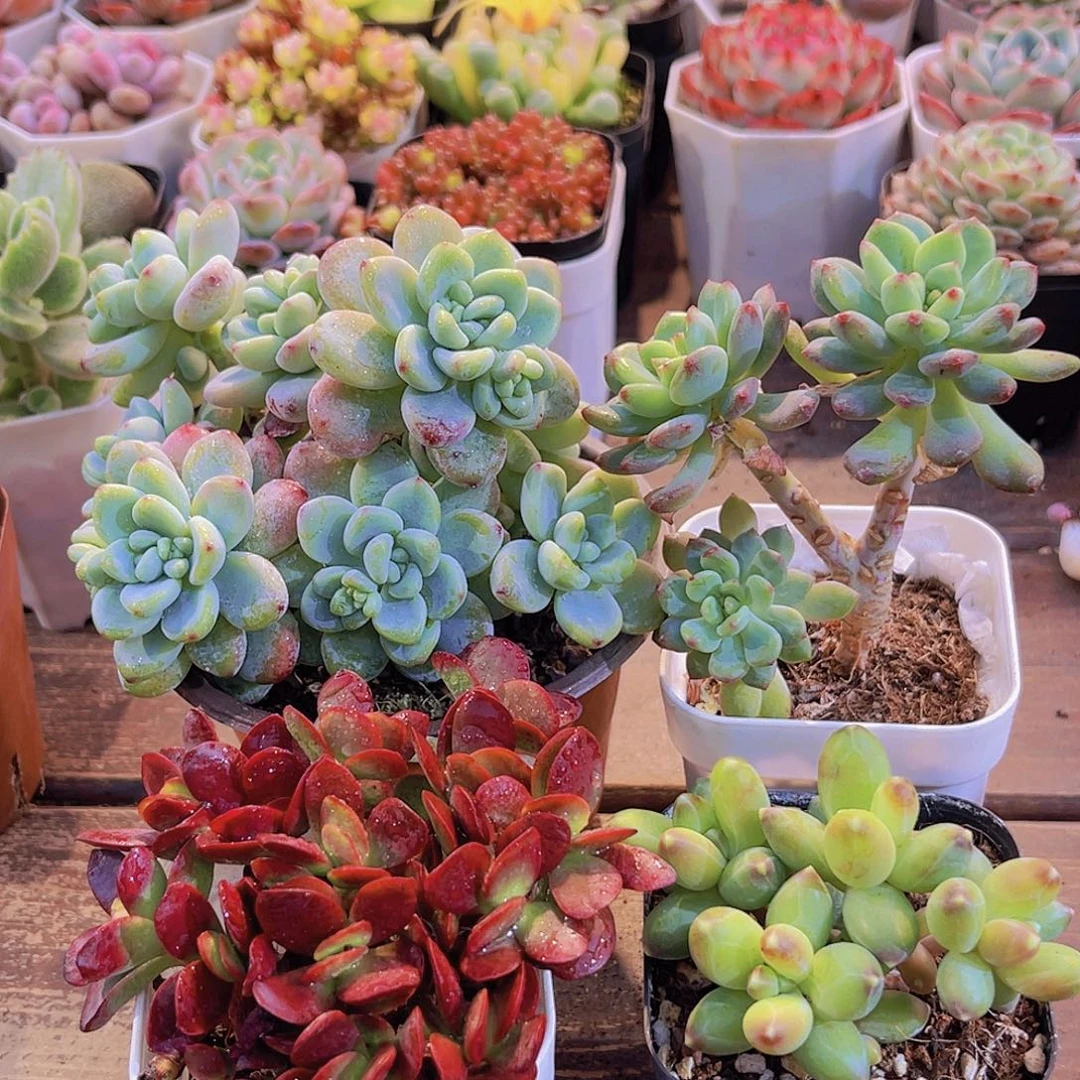 大劳尔➕蓝苹果多➕紫碟➕千代田