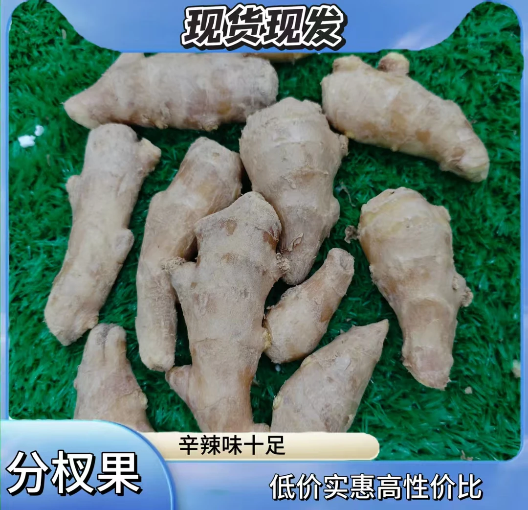 大黄姜老姜分杈果辛辣味十足姜香味浓郁原产地直发