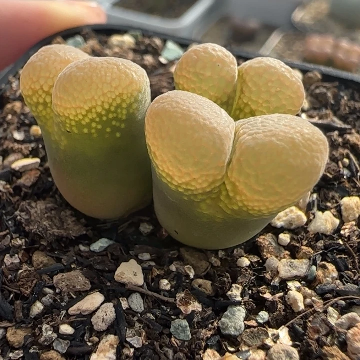 多肉植物泡泡云窗5号