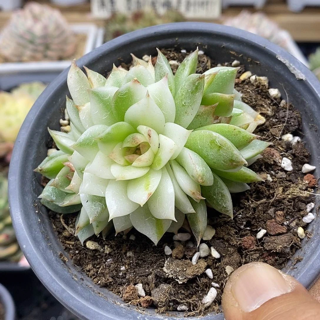 1271 绿水晶覆轮锦 3 头自然群 需延时发货