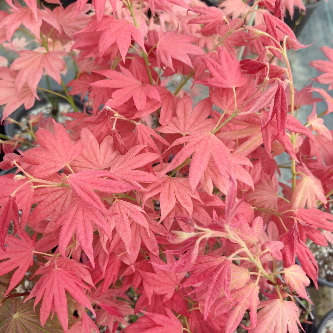 直播一物一拍 日本进口品种红枫 盆栽地栽绿植