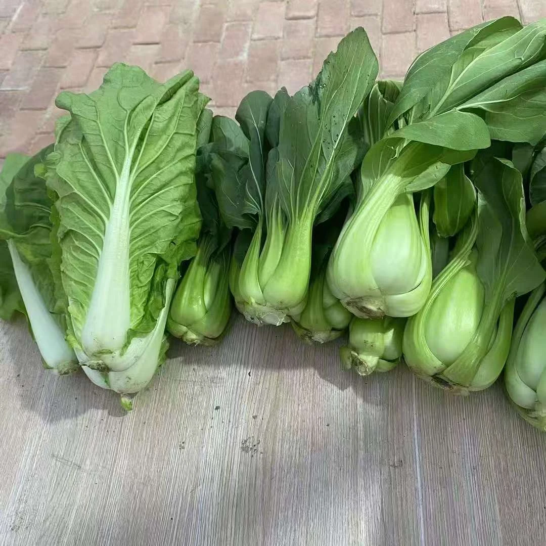 老乡自种蔬菜（有虫眼，介意勿拍）