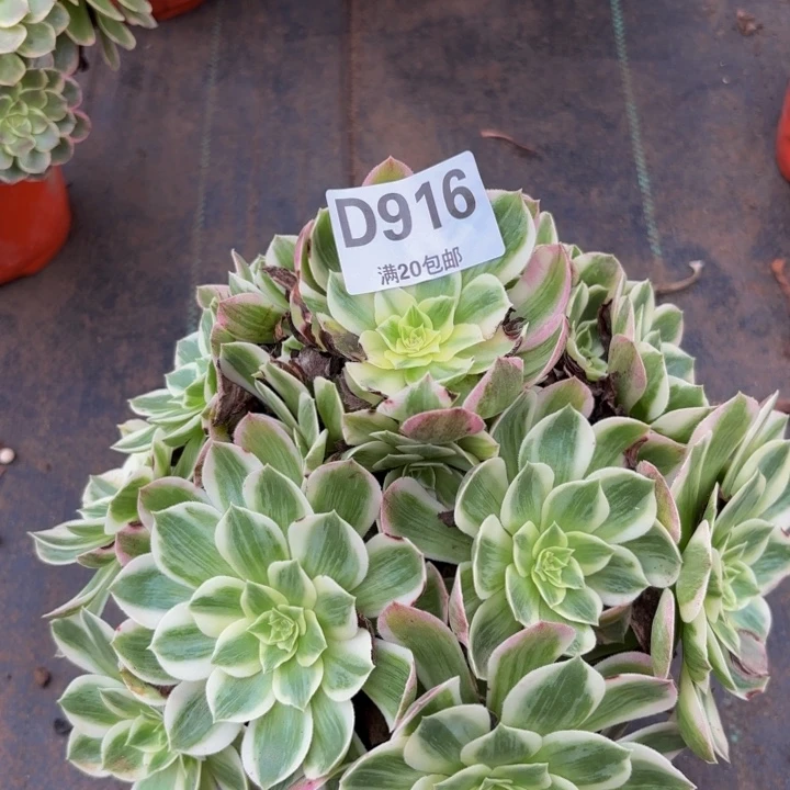 瑞妈多肉植物916海王