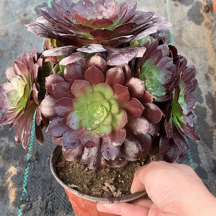 327赤焰莲多肉植物