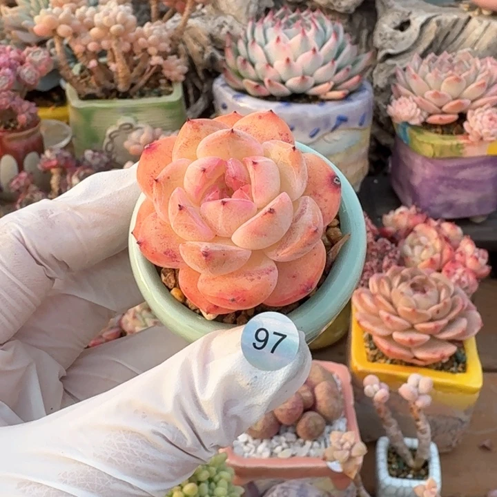 97 多肉含盆土30元包邮➗偏远