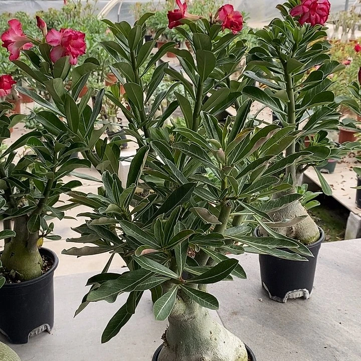 完全开放沙漠玫瑰直播基地