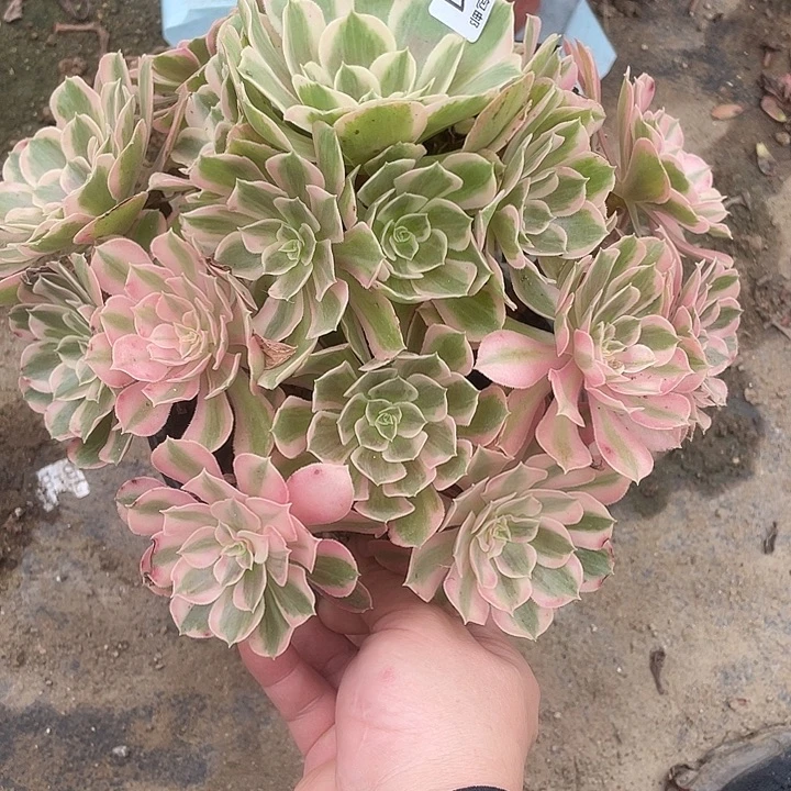551男神多肉植物福利