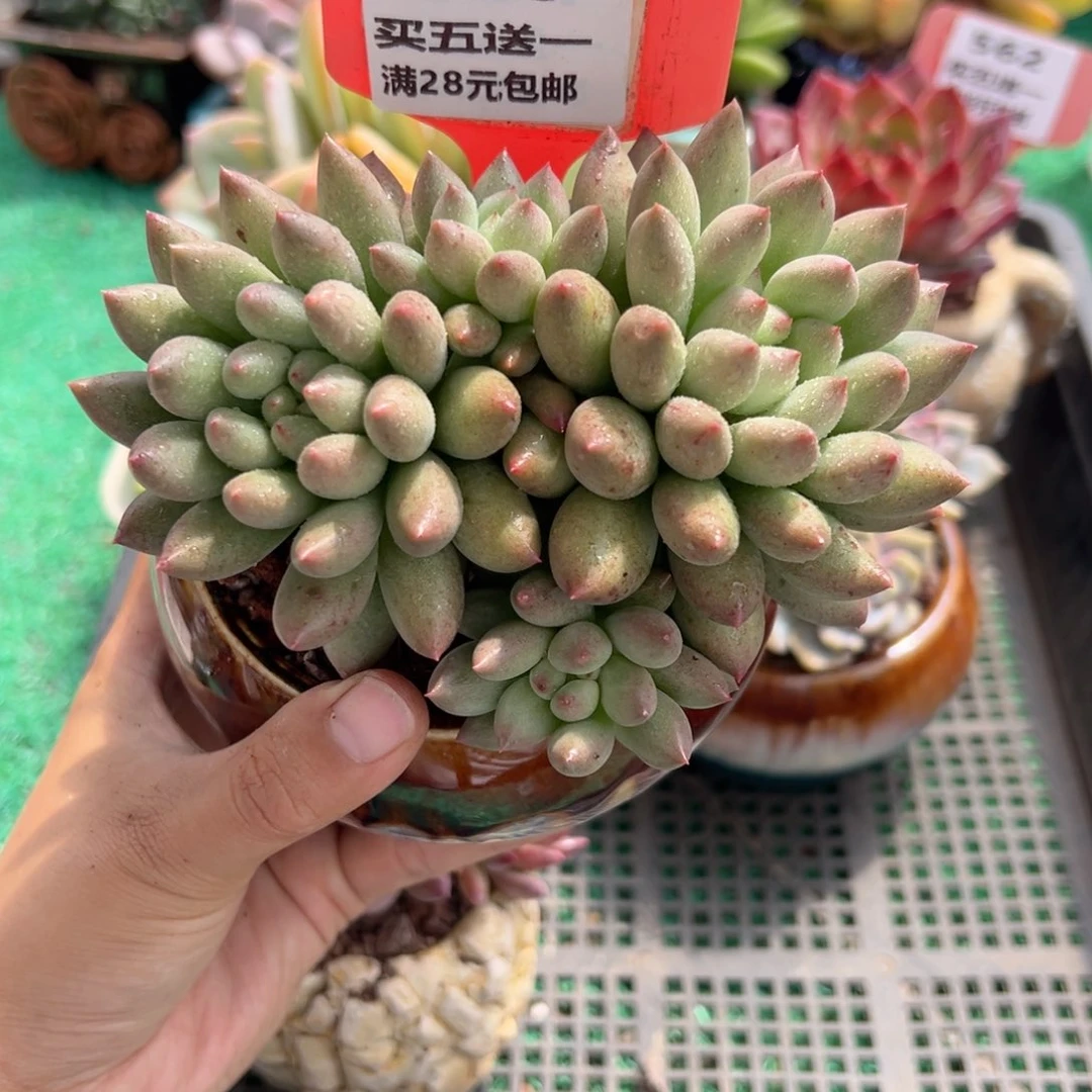 表妹精品多肉植物566: