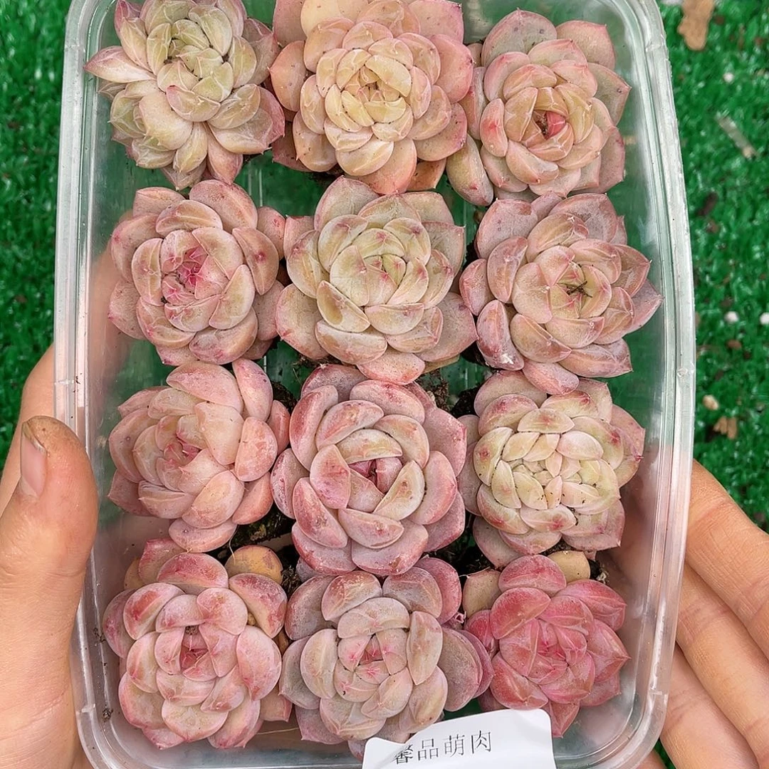 多肉一物一拍25-42