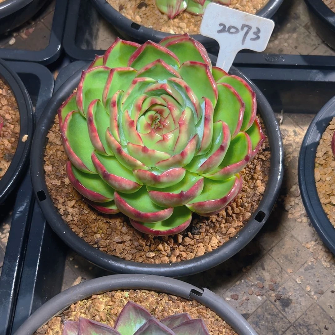 布***狗惊鸿仙子一物一拍2073号