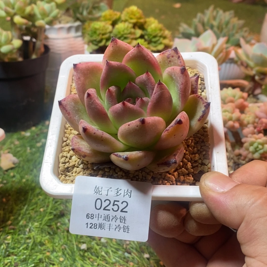 0252啊啊啊啊啊啊啊