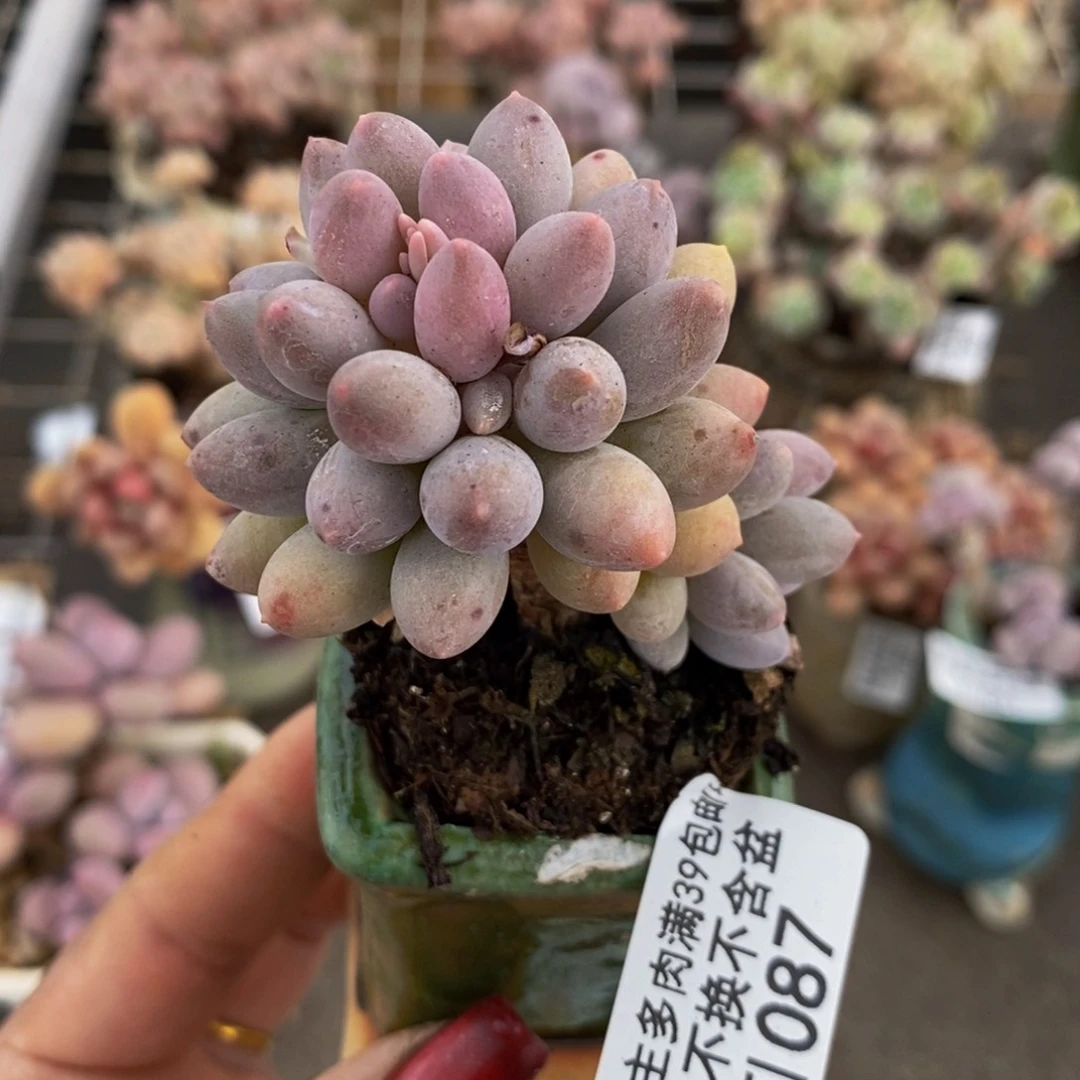 婴儿手指087/5c m