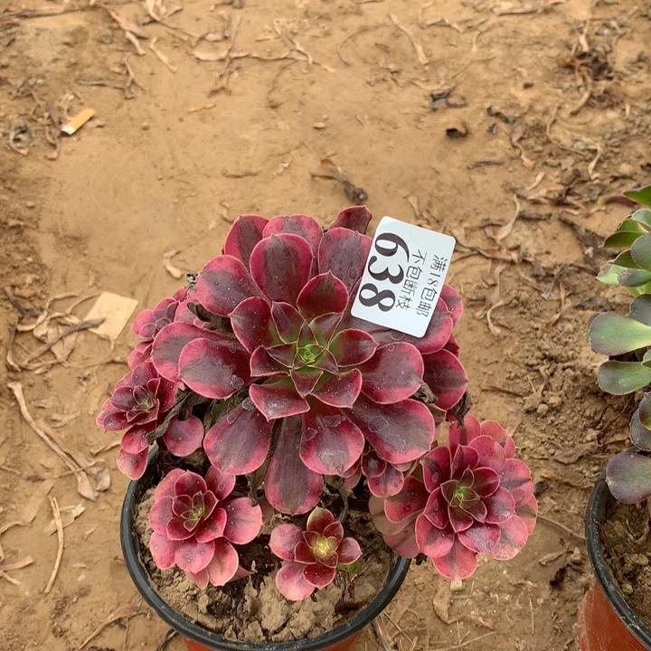 638美杜莎手捧4号