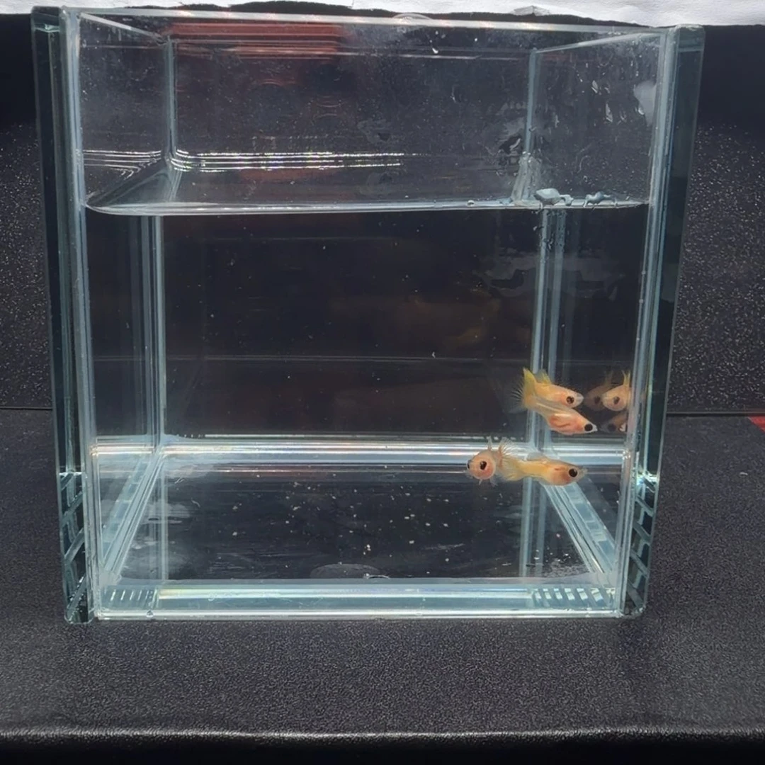 孔雀鱼黄金玻璃猫短体2对