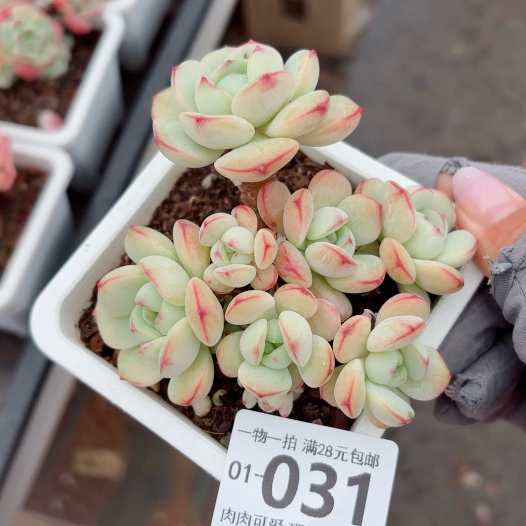 白底香草无盆土发货无盆土发货