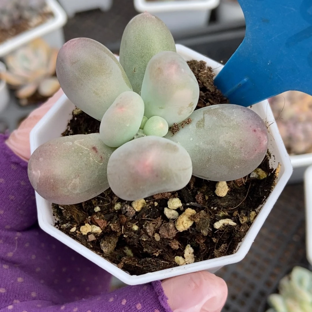 898米可奶多肉植物保护
