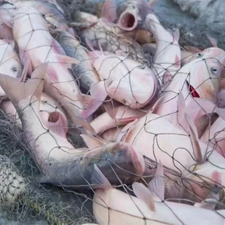 东北冷水冬捕大胖头鱼（8斤-40斤）