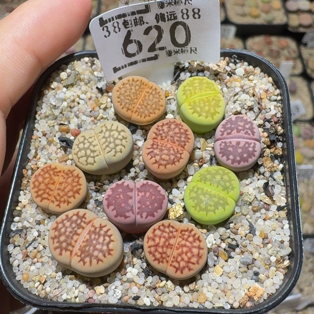 Ssss精品生石花620