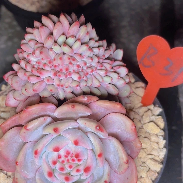 小*爱丽尔缀化一物一拍B31