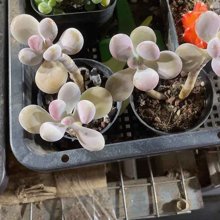 圆盆双头老桩桃蛋无售后