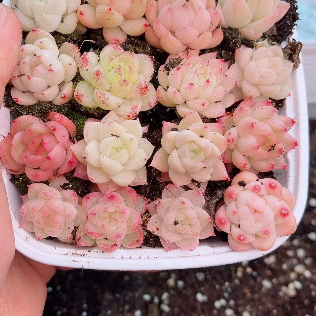 1-172 新疆西藏内蒙不发12.8包邮