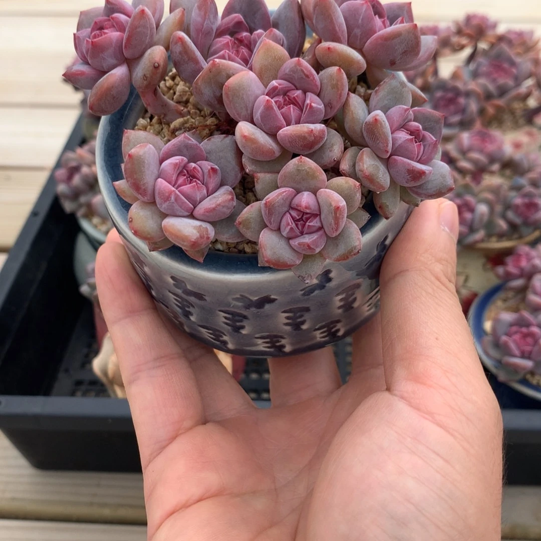 茜***宝茜宝突尼斯寄养多肉