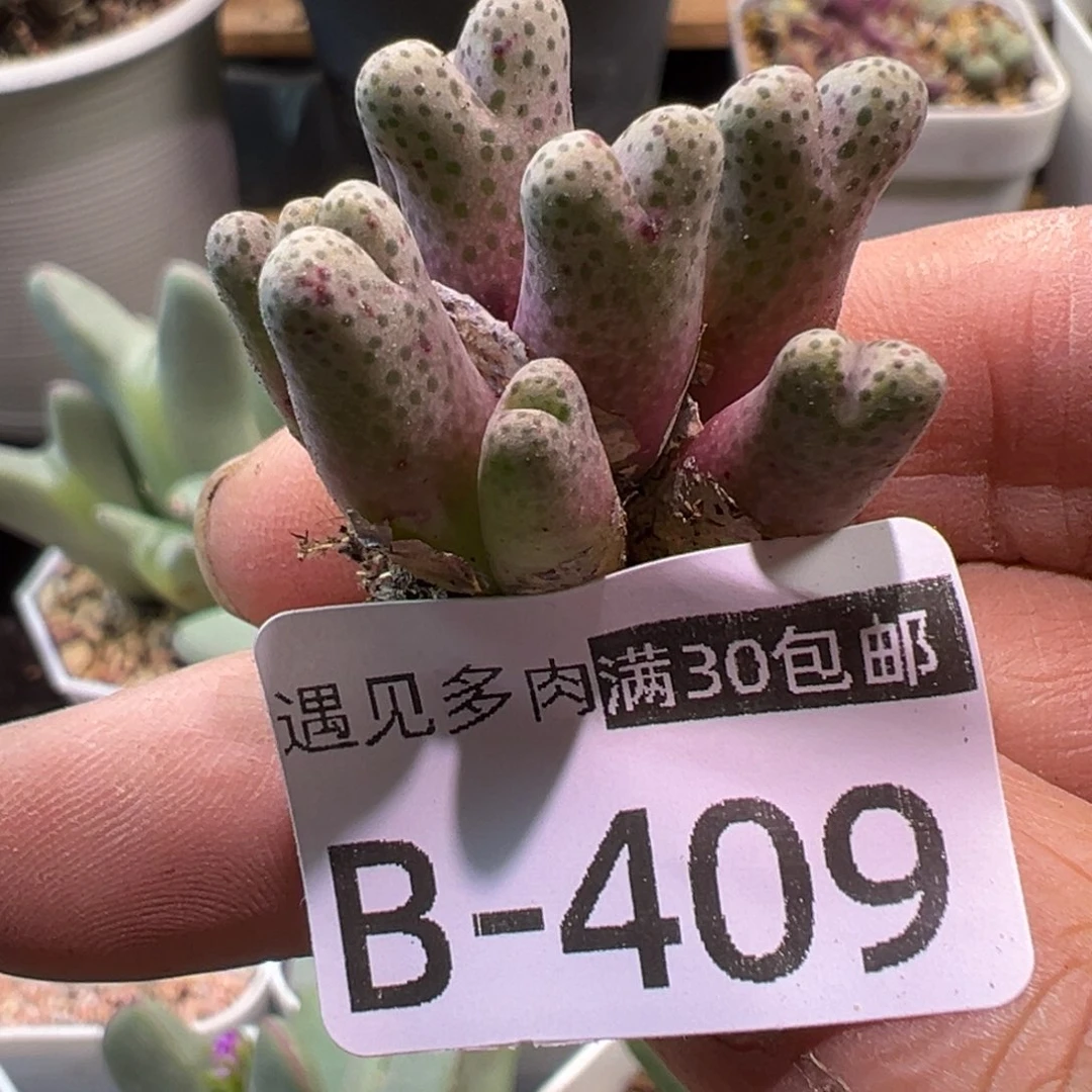 多肉植物111111111111