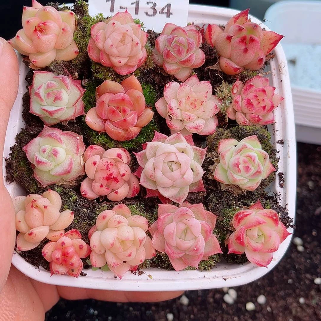 花**行1-134 新疆西藏内蒙不发12.8包邮