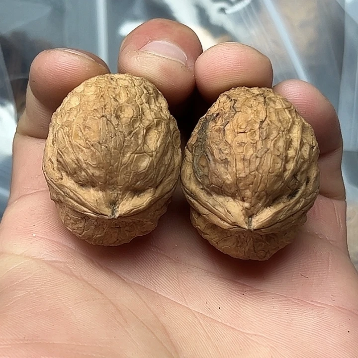 把件文玩核桃6号粗筋龟甲37尺