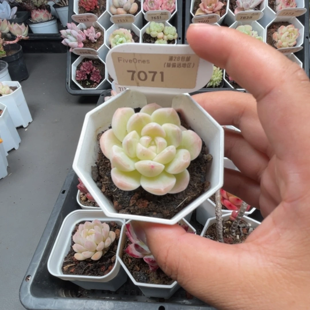 7071白桃汽水4.5厘米