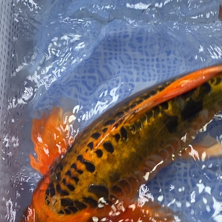 锦鲤锦鲤（无开箱视频不售后 ）