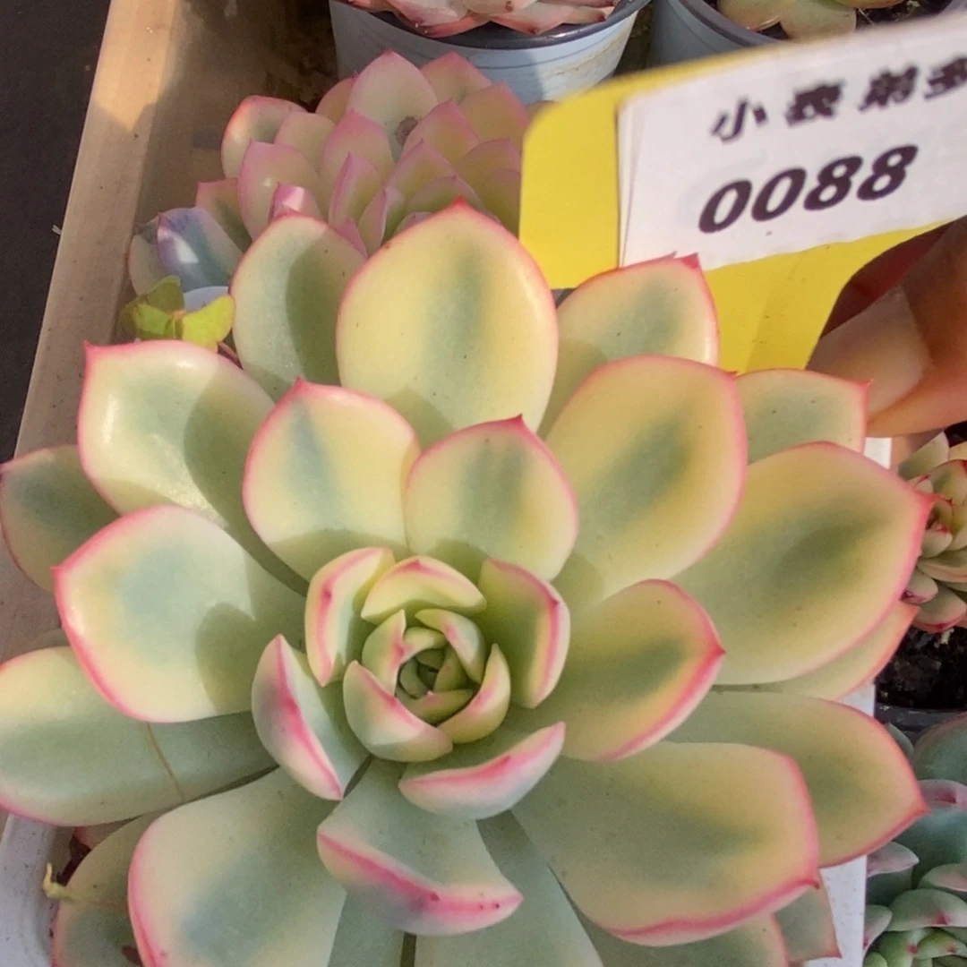 088雨燕座锦锦锦锦锦锦锦