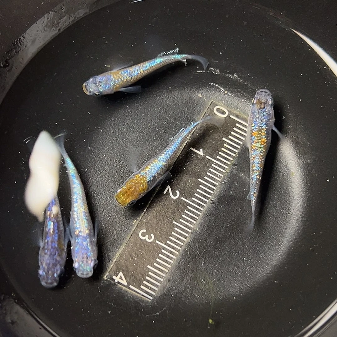 海水海王星一组60