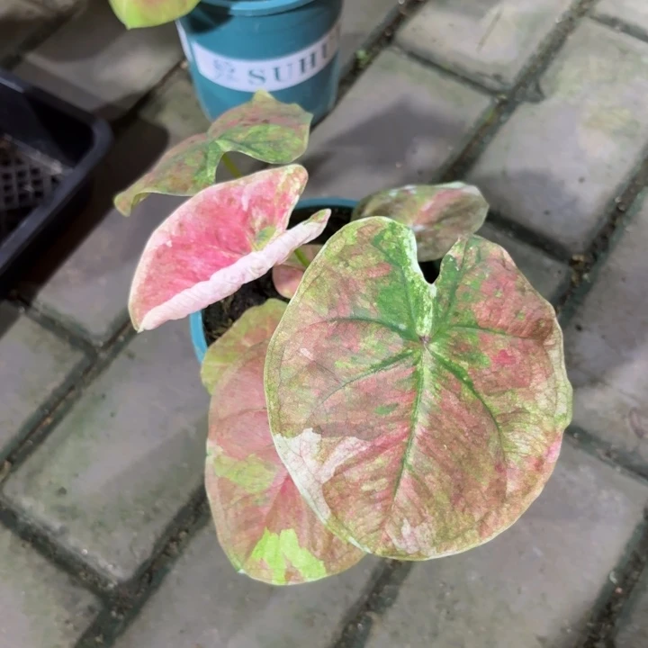 泰国彩叶芋27-0820