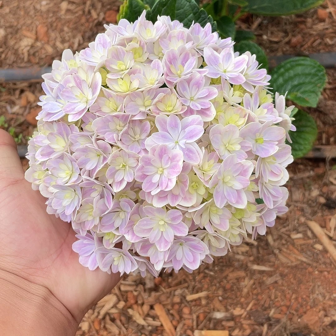 绣球切花一物一拍3枝起包邮，64