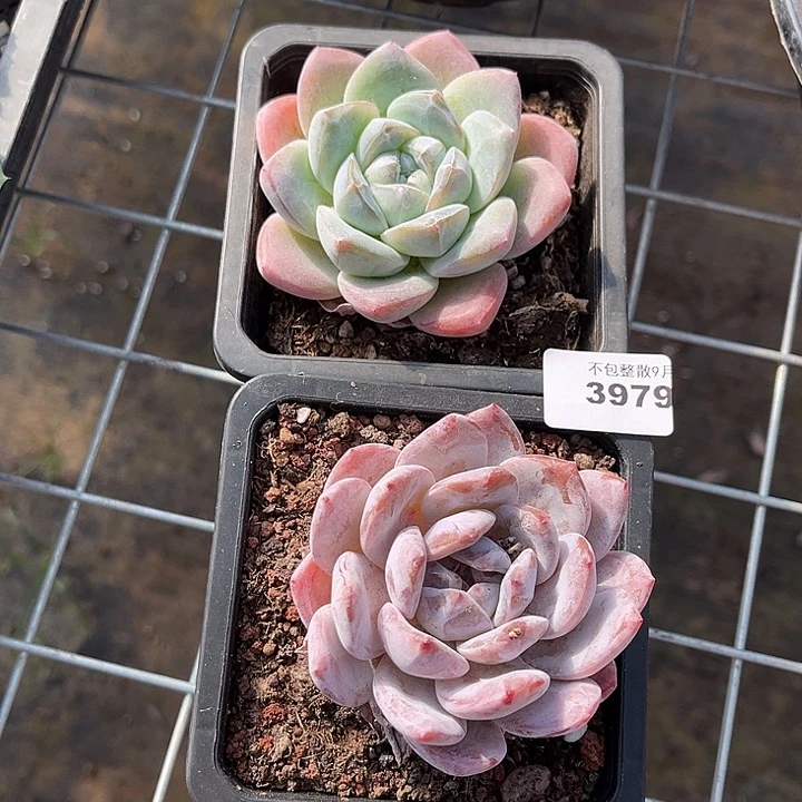 阿雅园艺。        3979