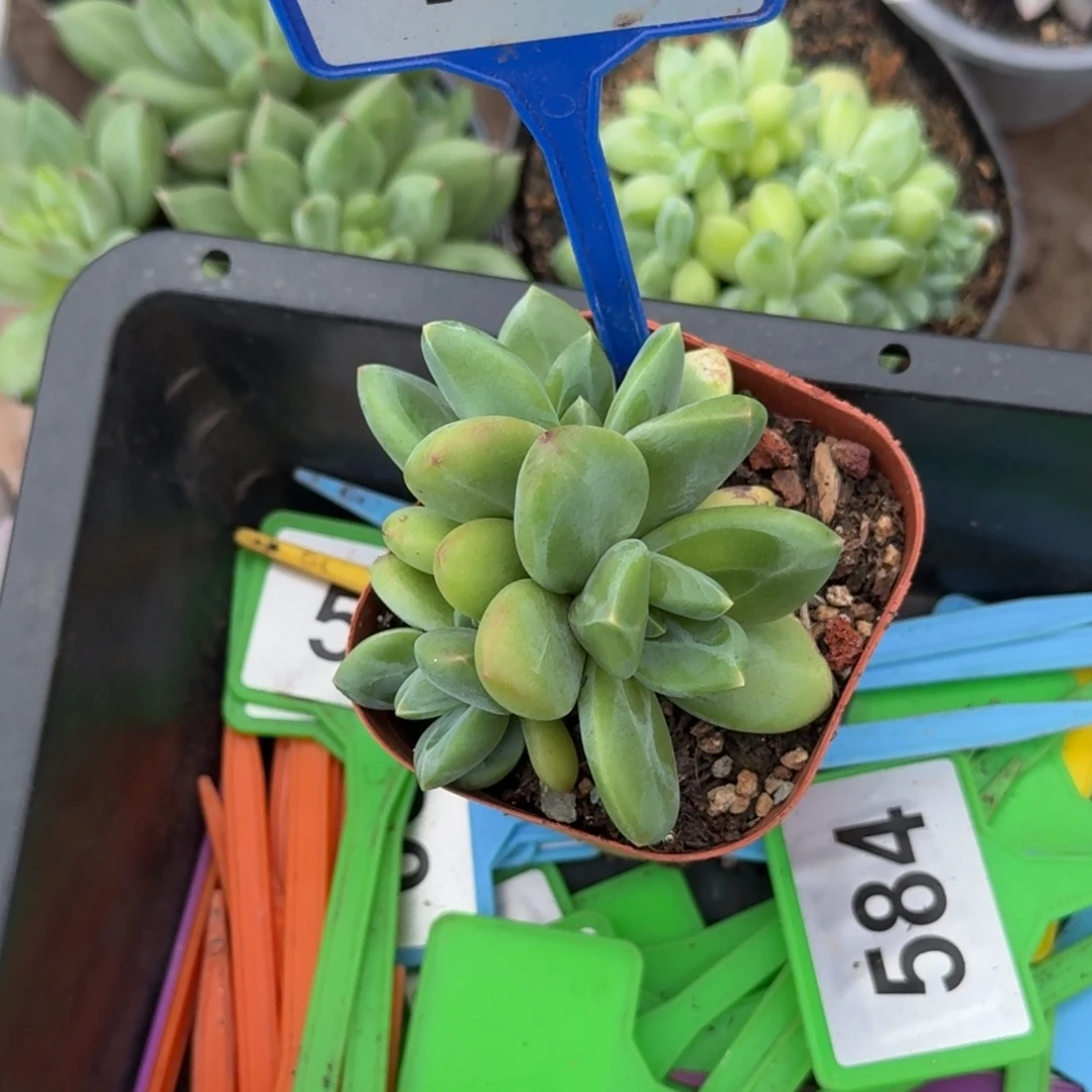 多肉植物圆叶海洋119