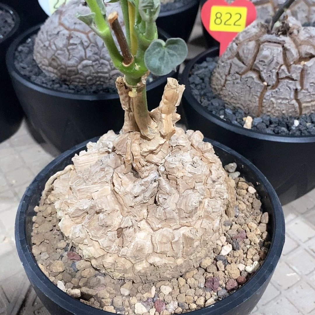 墨西哥龟甲萝摩萝摩